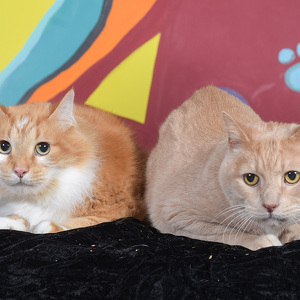 Fundraising Page: Jessica Webb